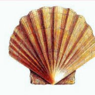 Pecten